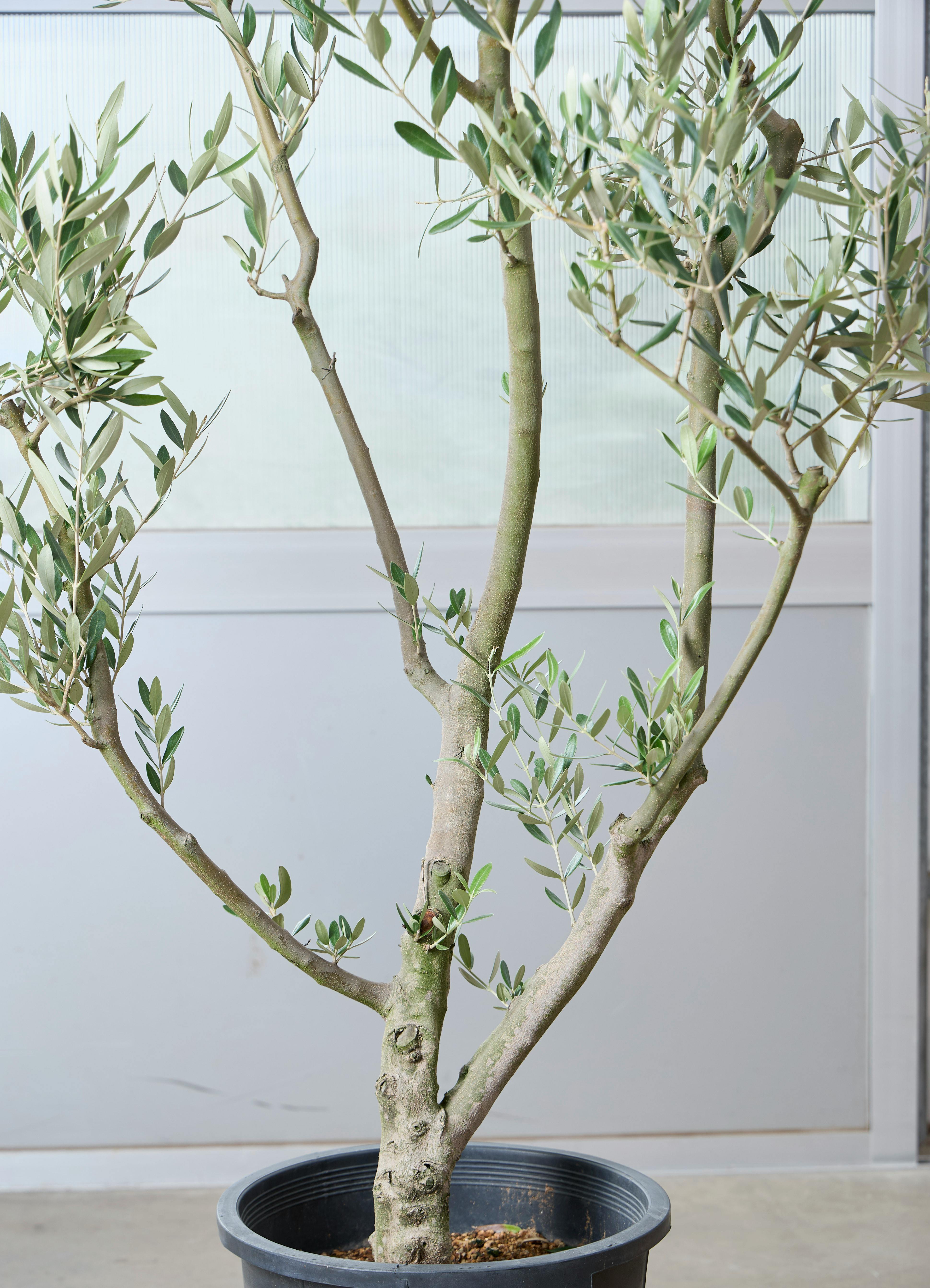 h*s様 オリーブの木,植物/観葉植物 観葉植物 オリーブの木 【180cm】 11号 創樹 ミッション #73636 ※1都3