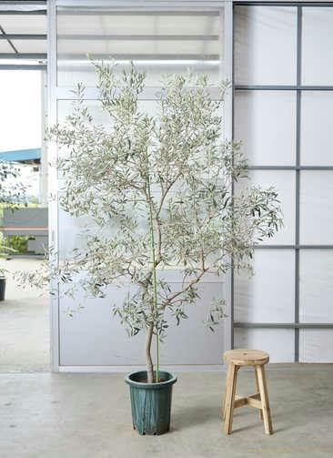 観葉植物 オリーブの木 9号 創樹 リブバスケット Natural 付き | 観葉