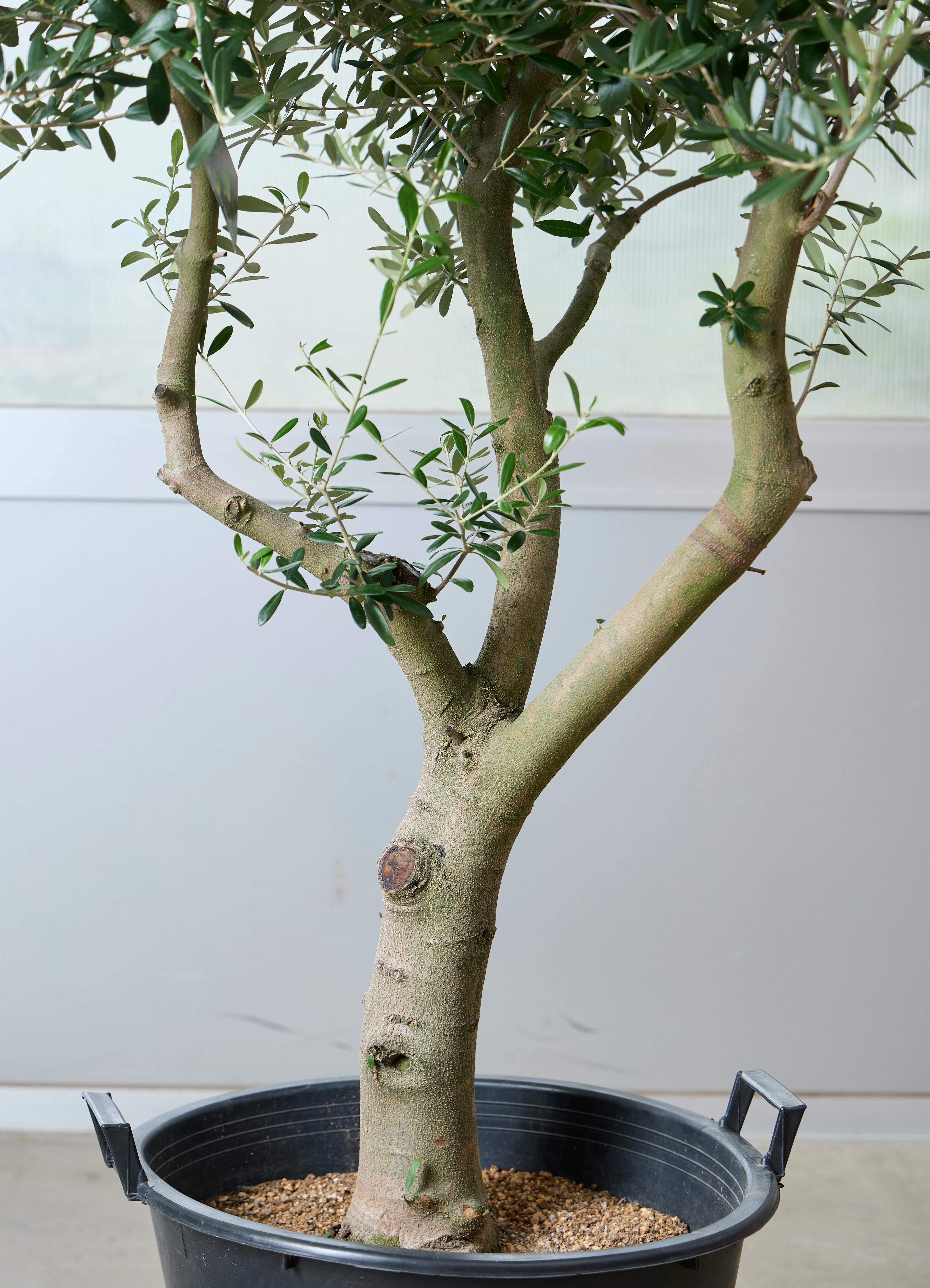 観葉植物 オリーブの木 【167cm】 13号 創樹 ネバディロブランコ