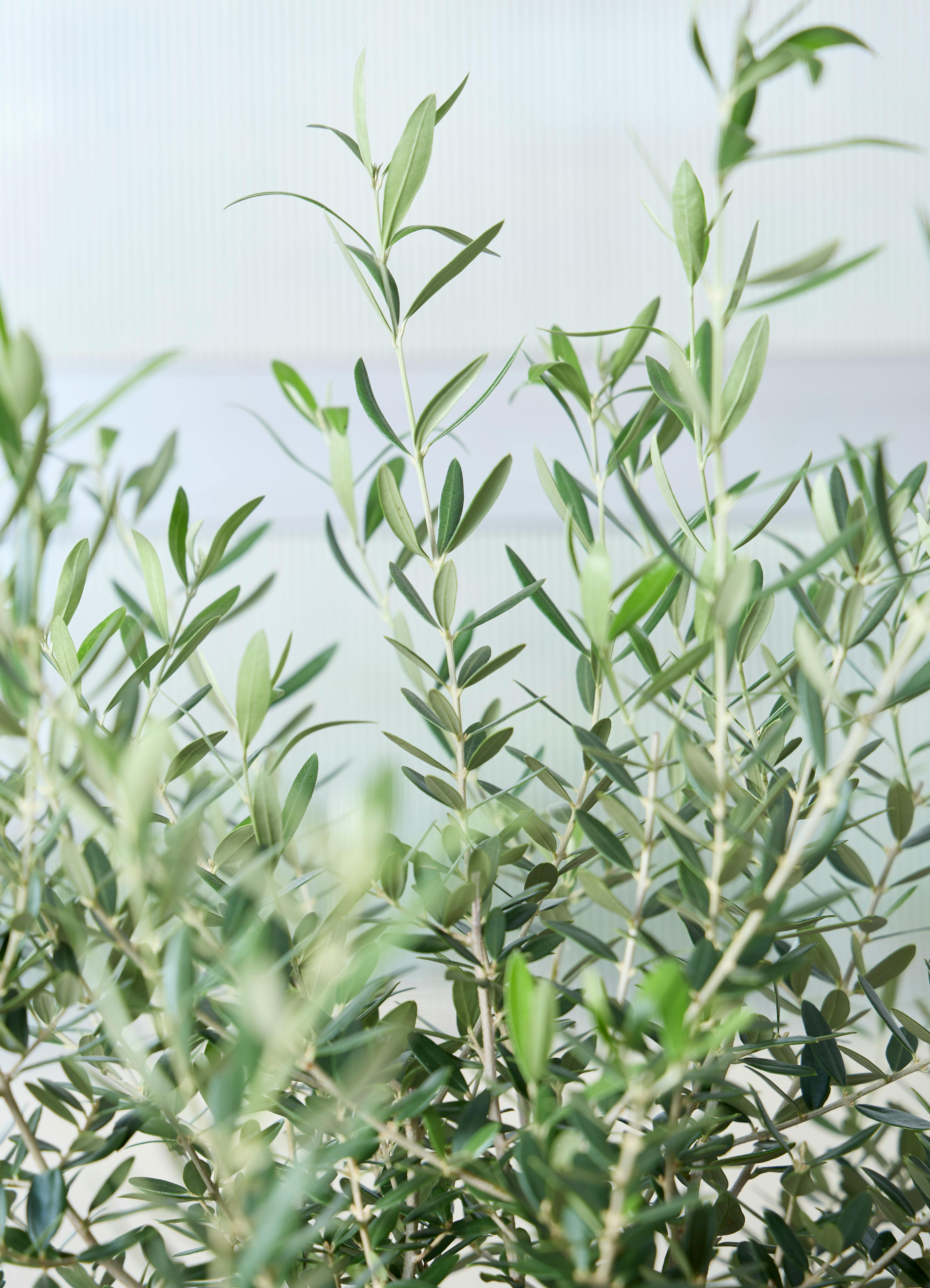 観葉植物 オリーブの木 【172cm】 13号 創樹 ネバディロ ブランコ