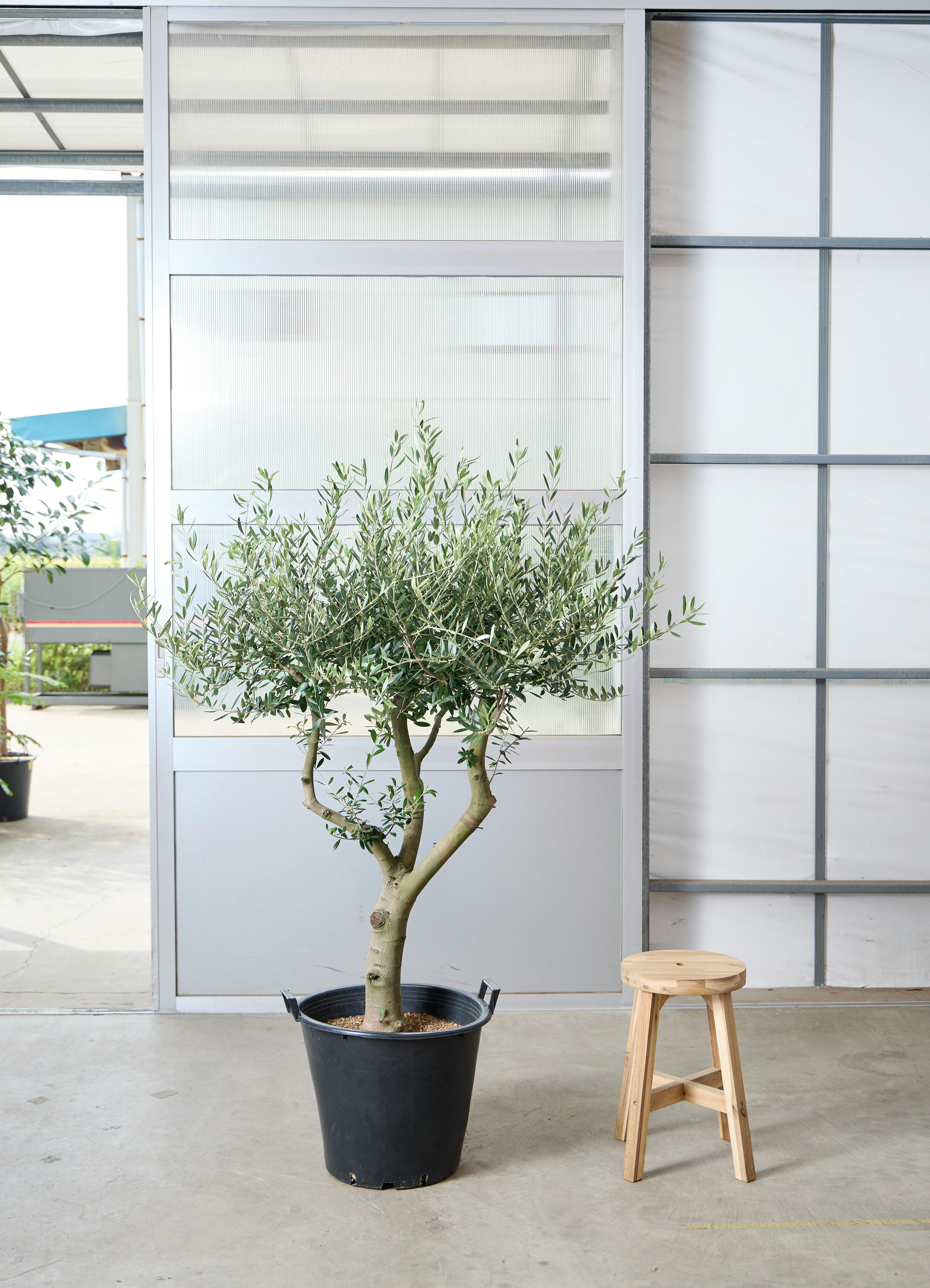 観葉植物 オリーブの木 【167cm】 13号 創樹 ネバディロブランコ