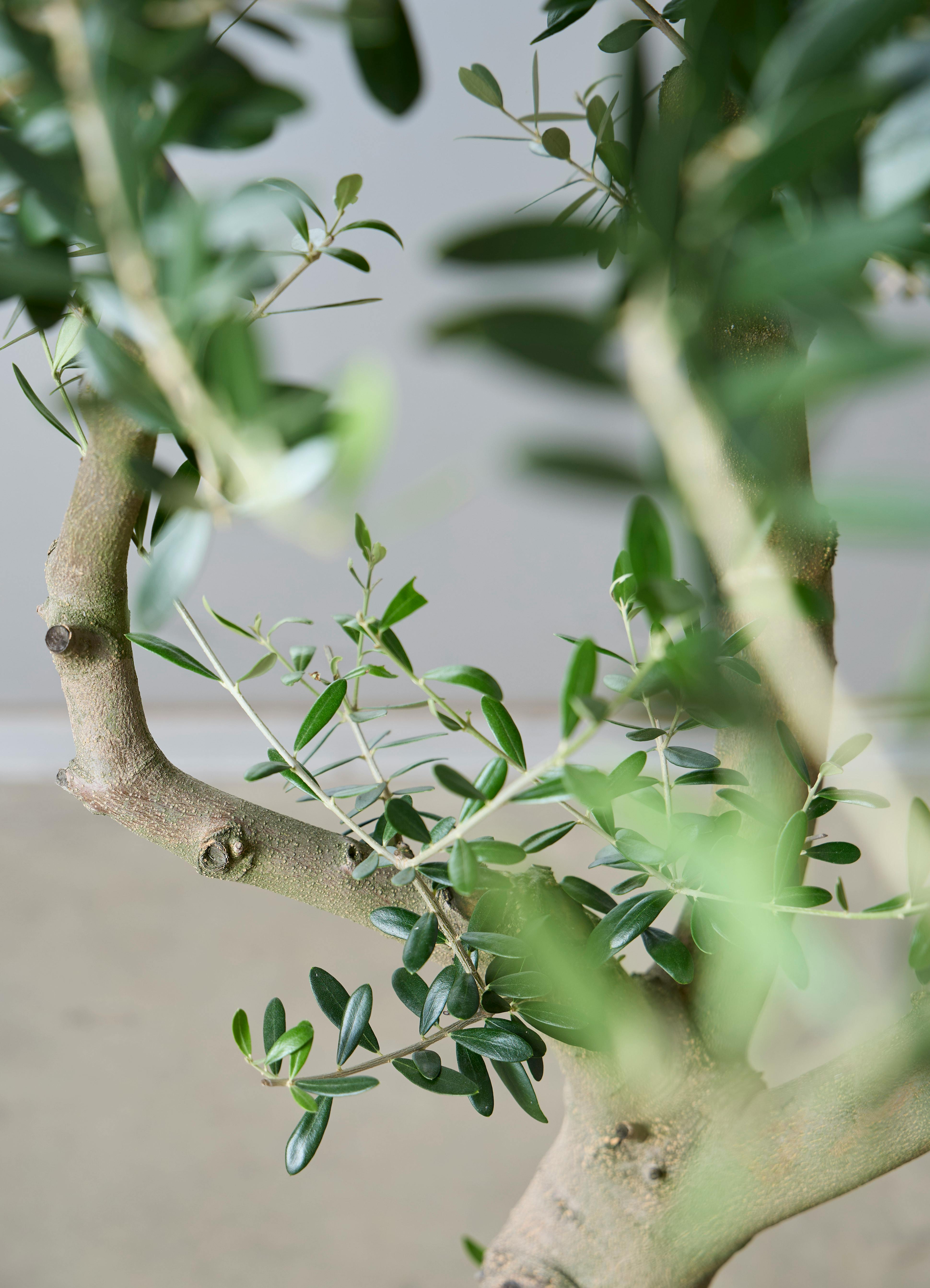 観葉植物 オリーブの木 【167cm】 13号 創樹 ネバディロブランコ