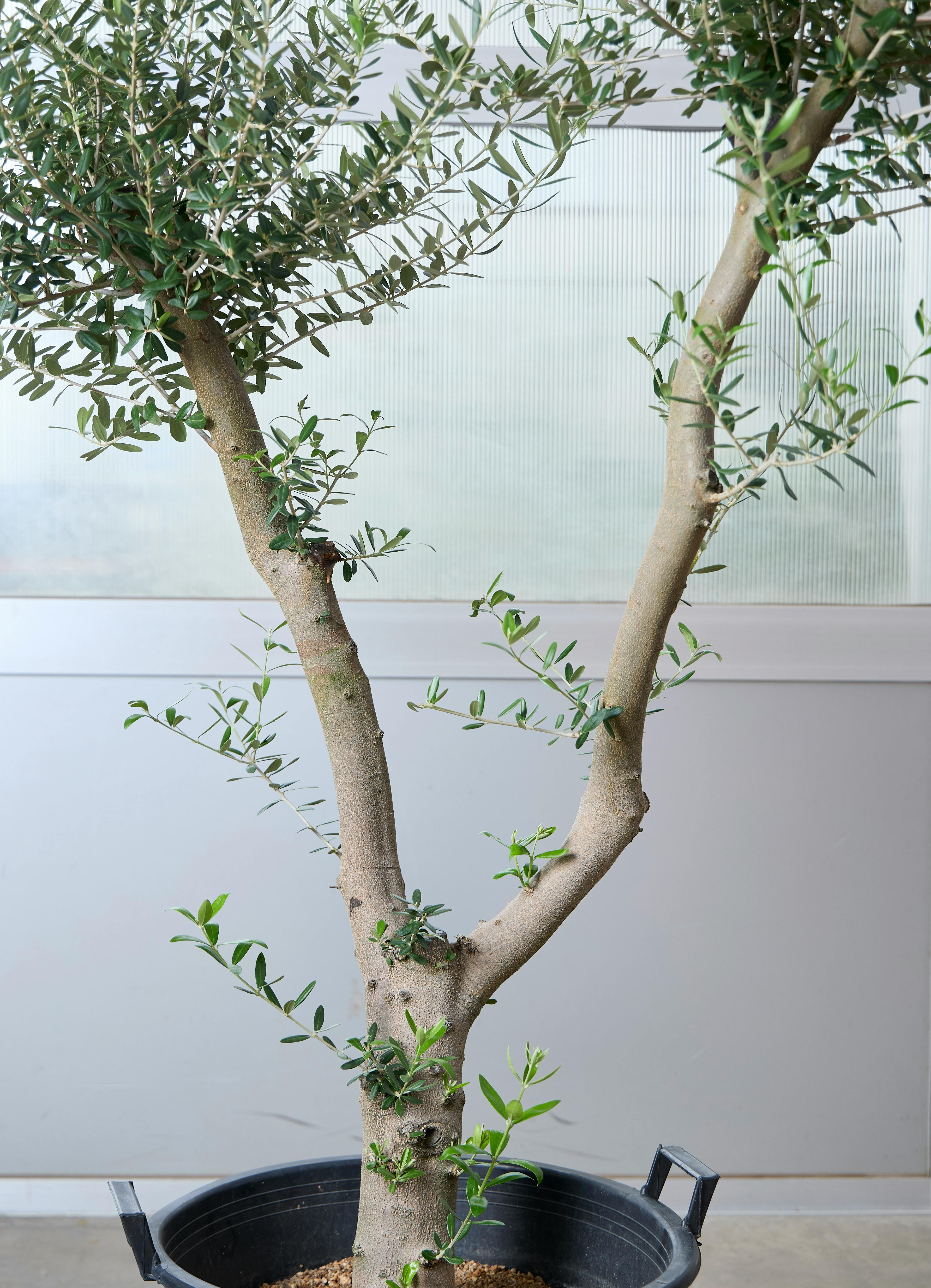 観葉植物 オリーブの木 【172cm】 13号 創樹 ネバディロ ブランコ