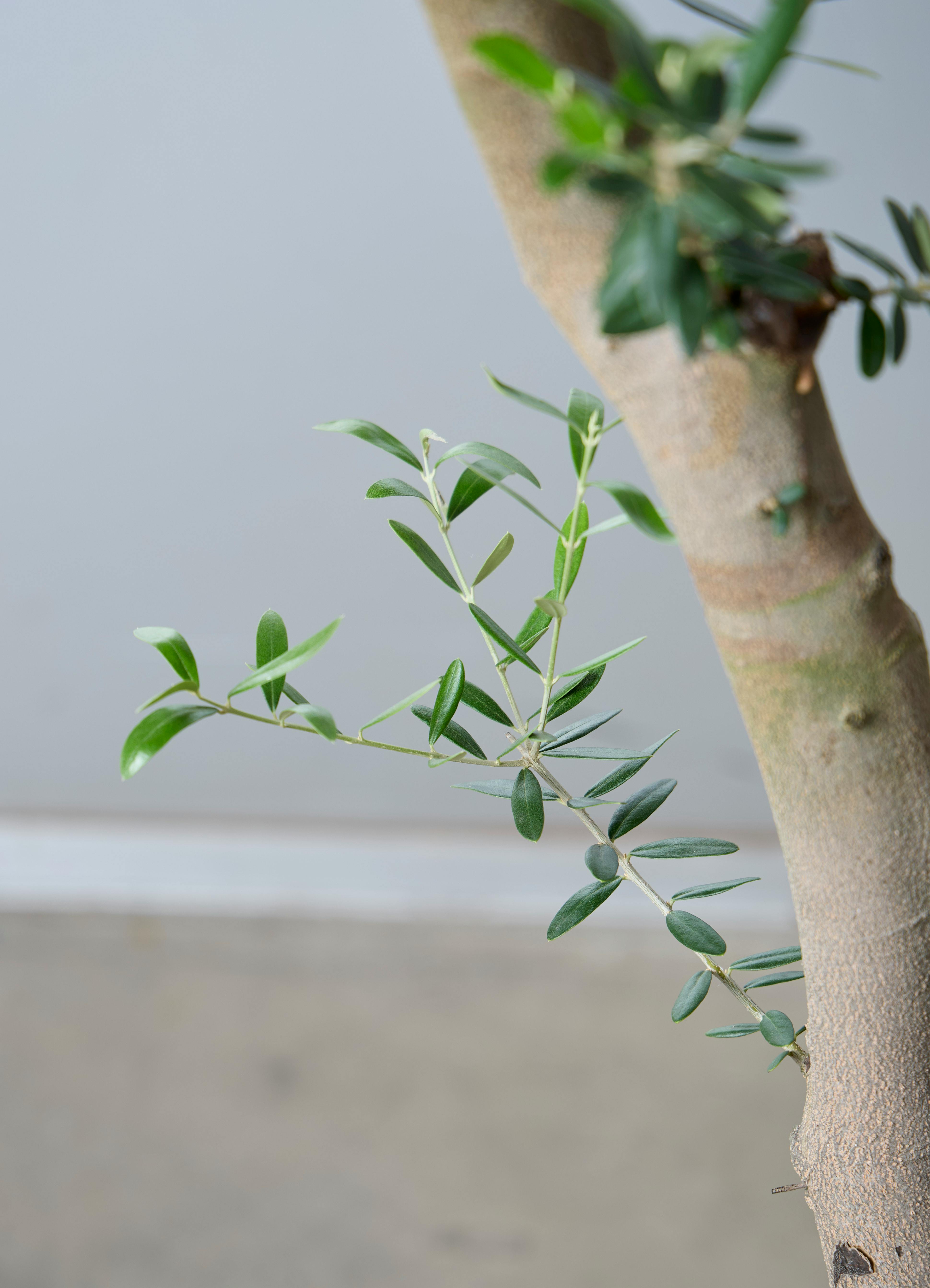 観葉植物 オリーブの木 【172cm】 13号 創樹 ネバディロ ブランコ