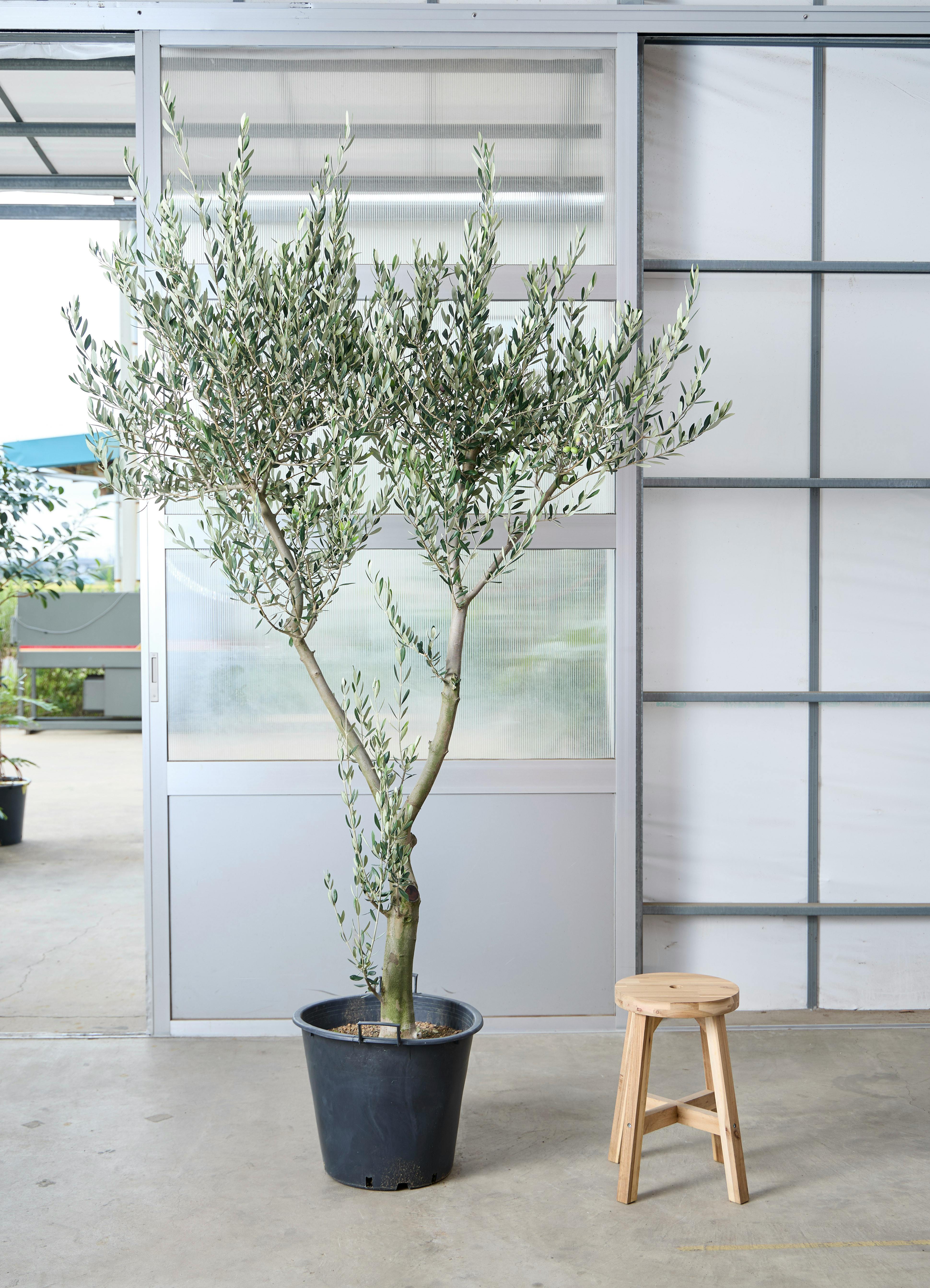現品販売】240cm ~ 1点もの観葉植物の通販 | HitoHana（ひとはな）