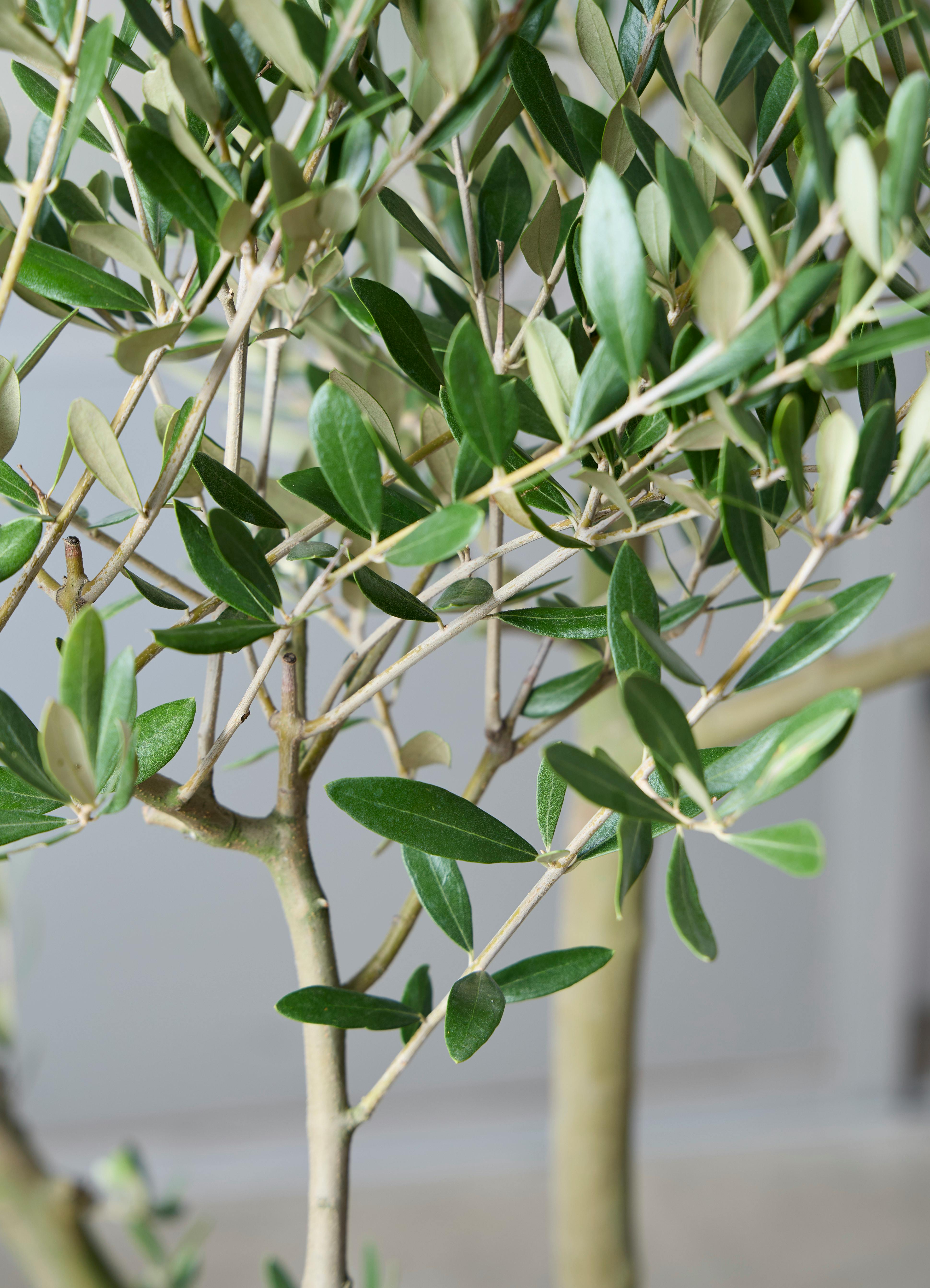 観葉植物 オリーブの木 【220cm】 13号 創樹 ルッカ #73646 ※1都3県