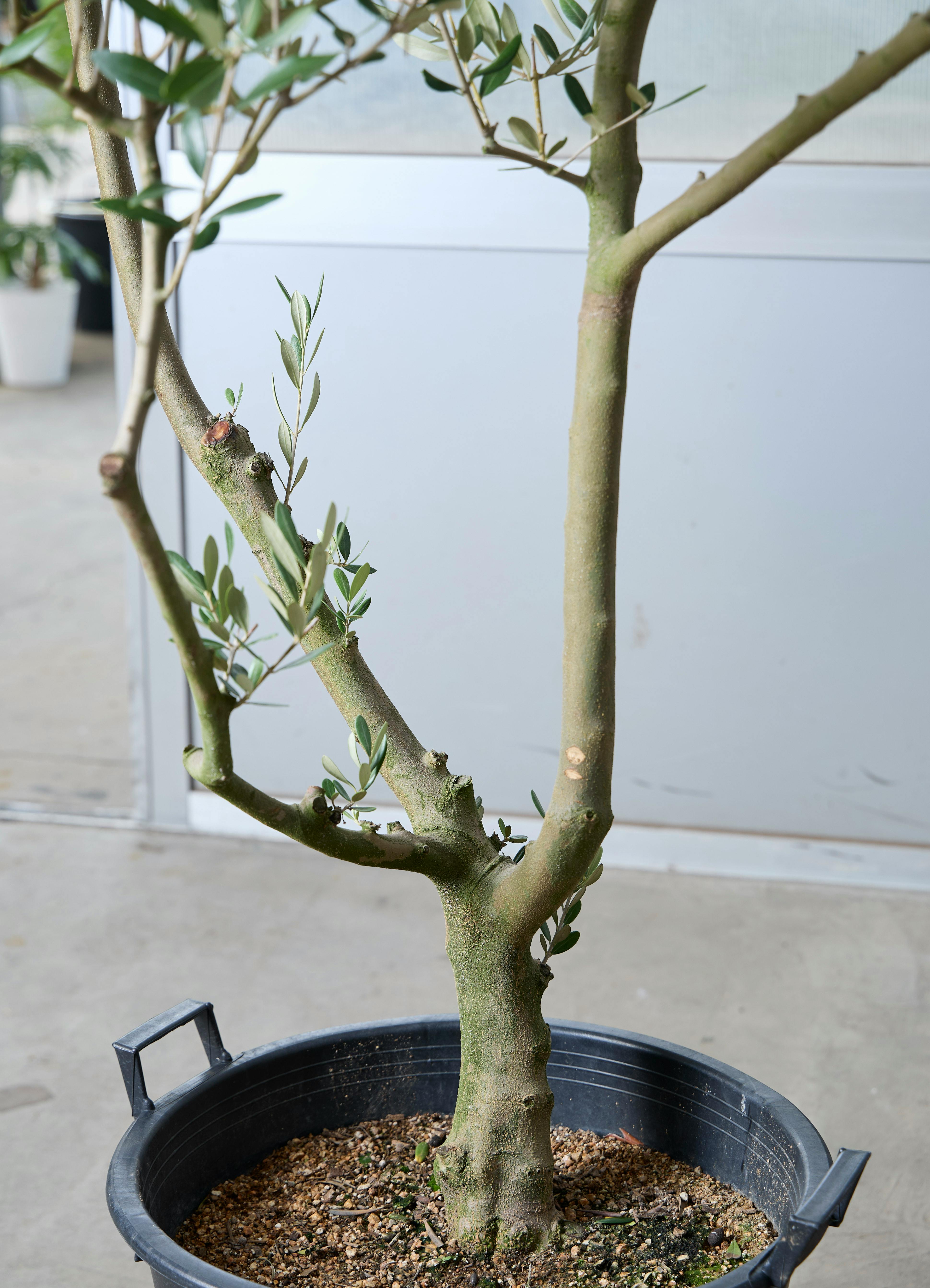 観葉植物 オリーブの木 【220cm】 13号 創樹 ルッカ #73646 ※1都3県