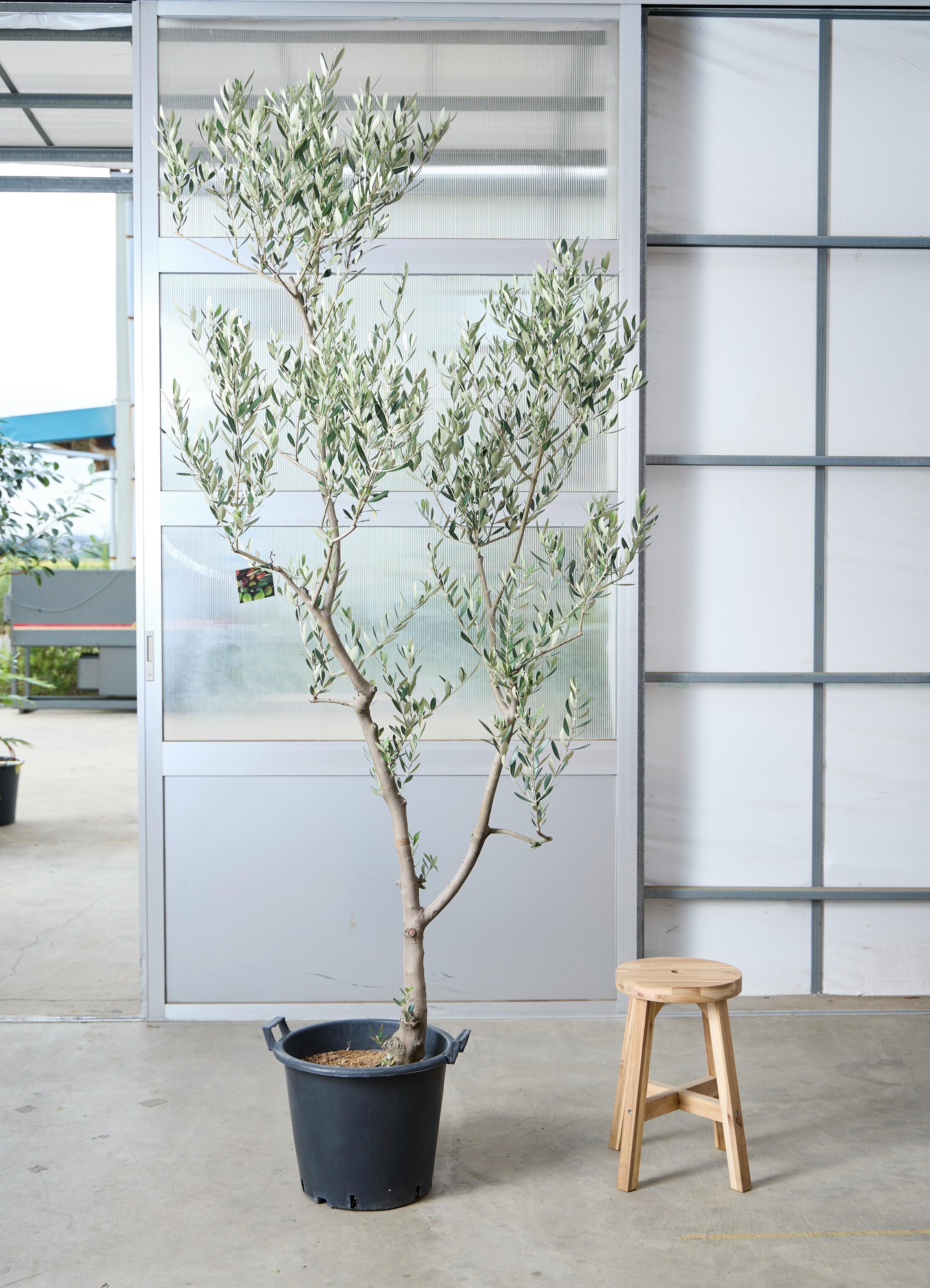 オリーブの木　ミッション オリーブの木 ミッション | 観葉植物 | 送料無料でお届け - Hitohana