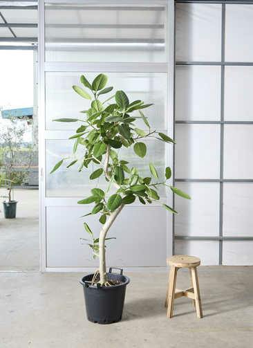 観葉植物 フィカス ベンガレンシス 7号 曲り プラスチック鉢 | 観葉