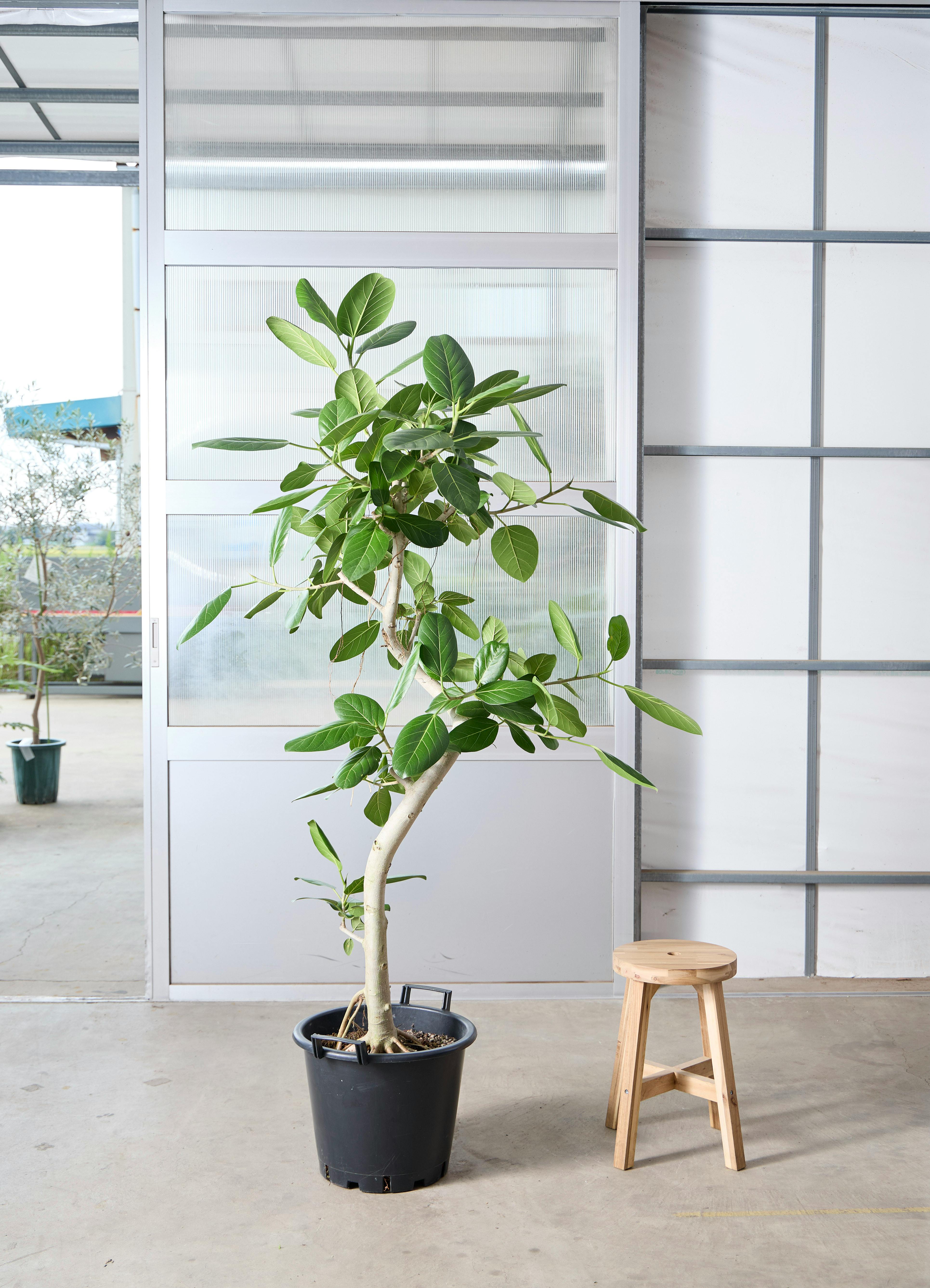 観葉植物 1点もの | 通販専門店 HitoHana（ひとはな）