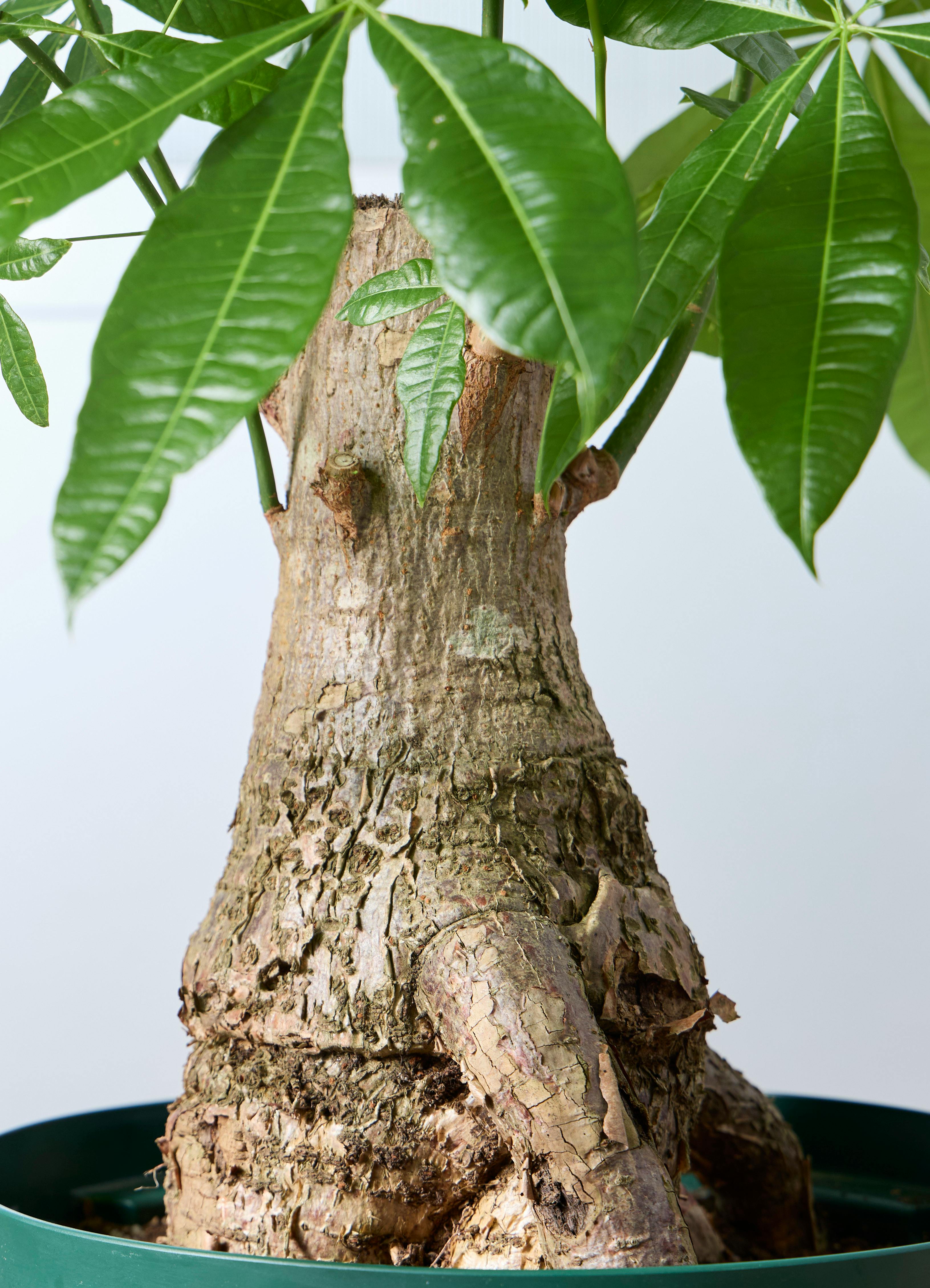 観葉植物 パキラ 【156cm】 13号 浅鉢 #73661 ※1都3県配送限定商品
