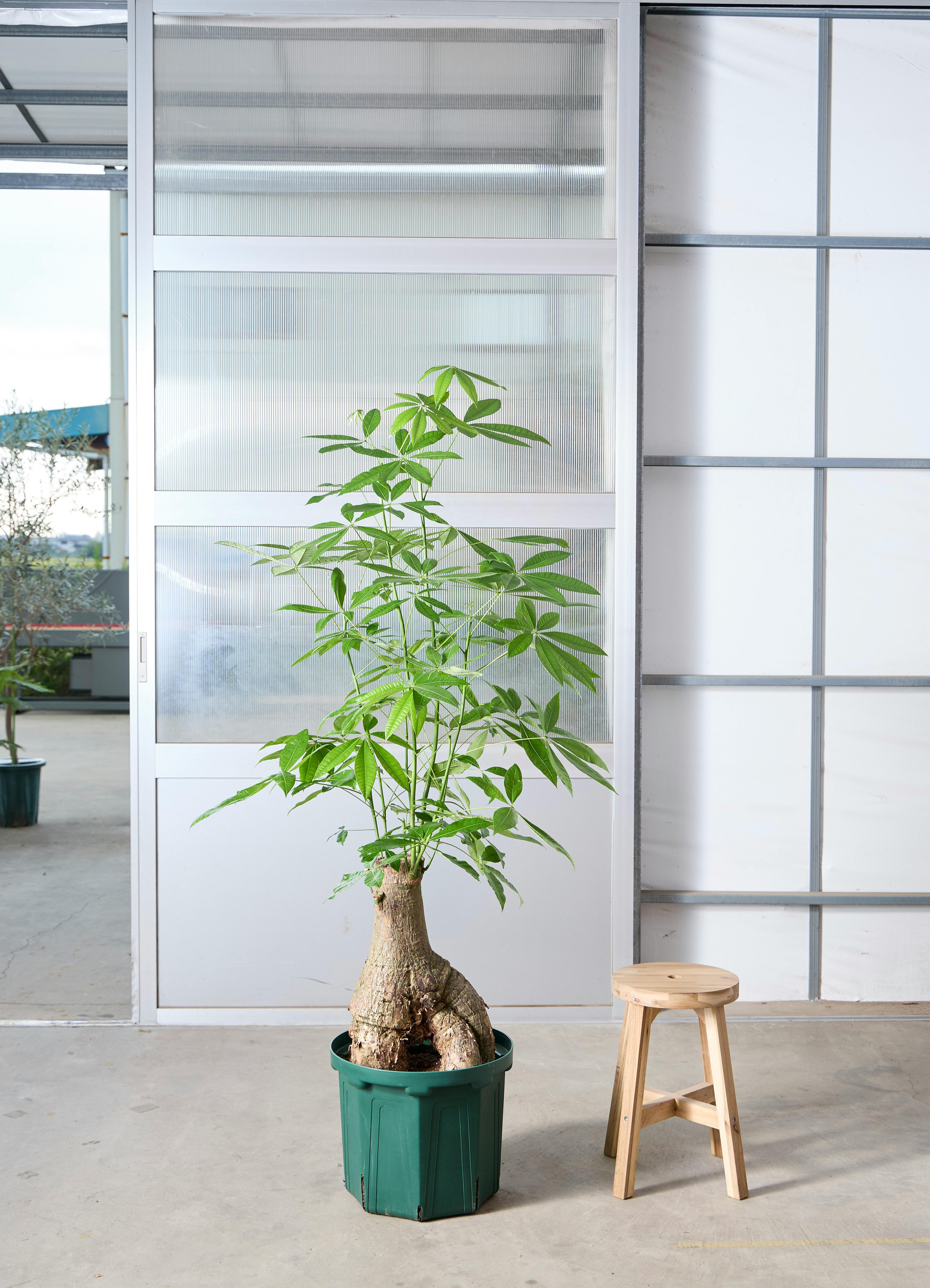 観葉植物 パキラ 【176cm】 13号 浅鉢 #73657 ※1都3県配送限定商品