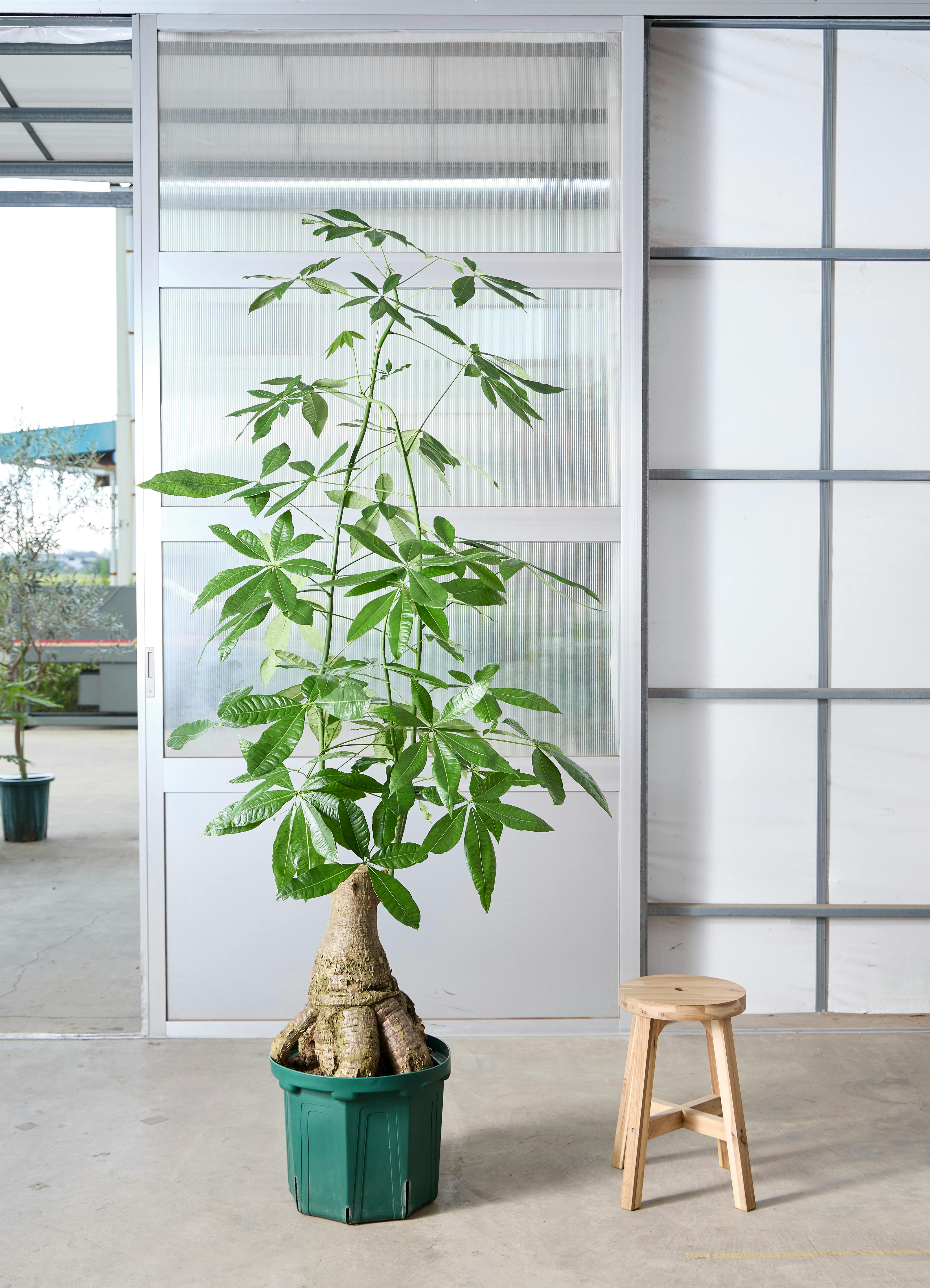 パキラ 1点もの | 観葉植物の通販ならHitoHana（ひとはな）