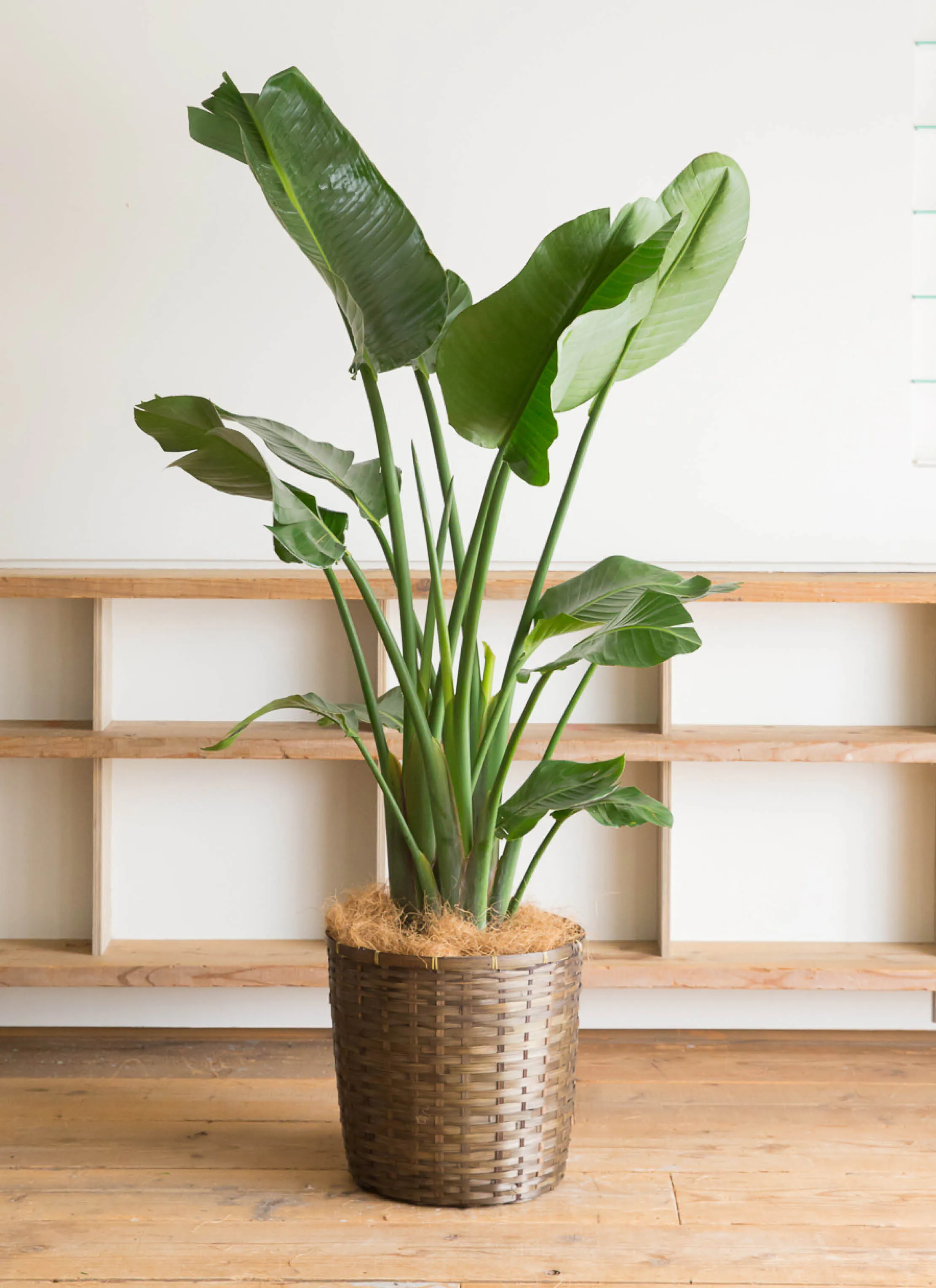 オーガスタ 10号 | 観葉植物の通販ならHitoHana