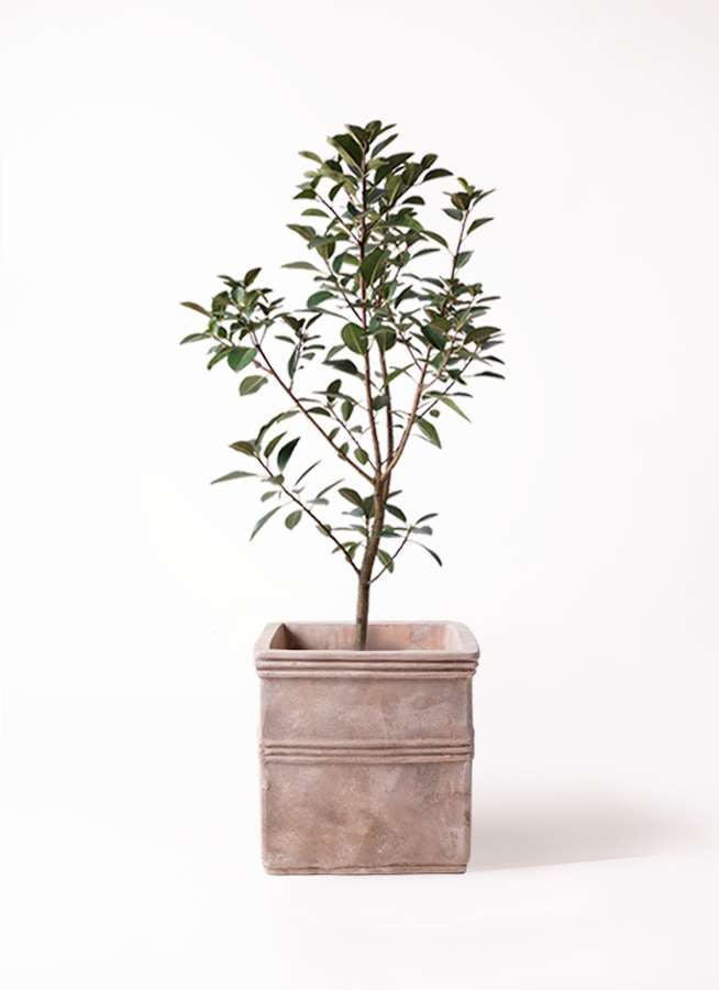 観葉植物 フランスゴムの木 8号 ノーマル テラアストラ カペラキュビ 赤茶色 付き