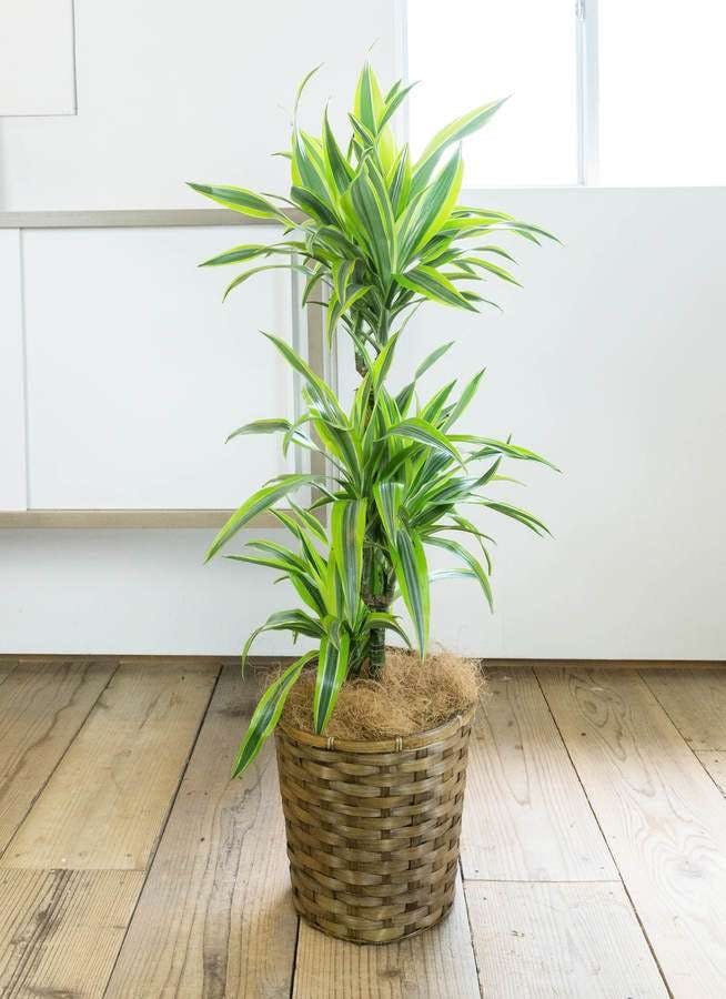 観葉植物 ドラセナ ワーネッキー レモンライム 8号 竹バスケット 付き 観葉植物ならhitohana ひとはな 観葉植物 ドラセナ ワーネッキー レモンライム 8号 竹バスケット 付き 観葉植物ならhitohana ひとはな