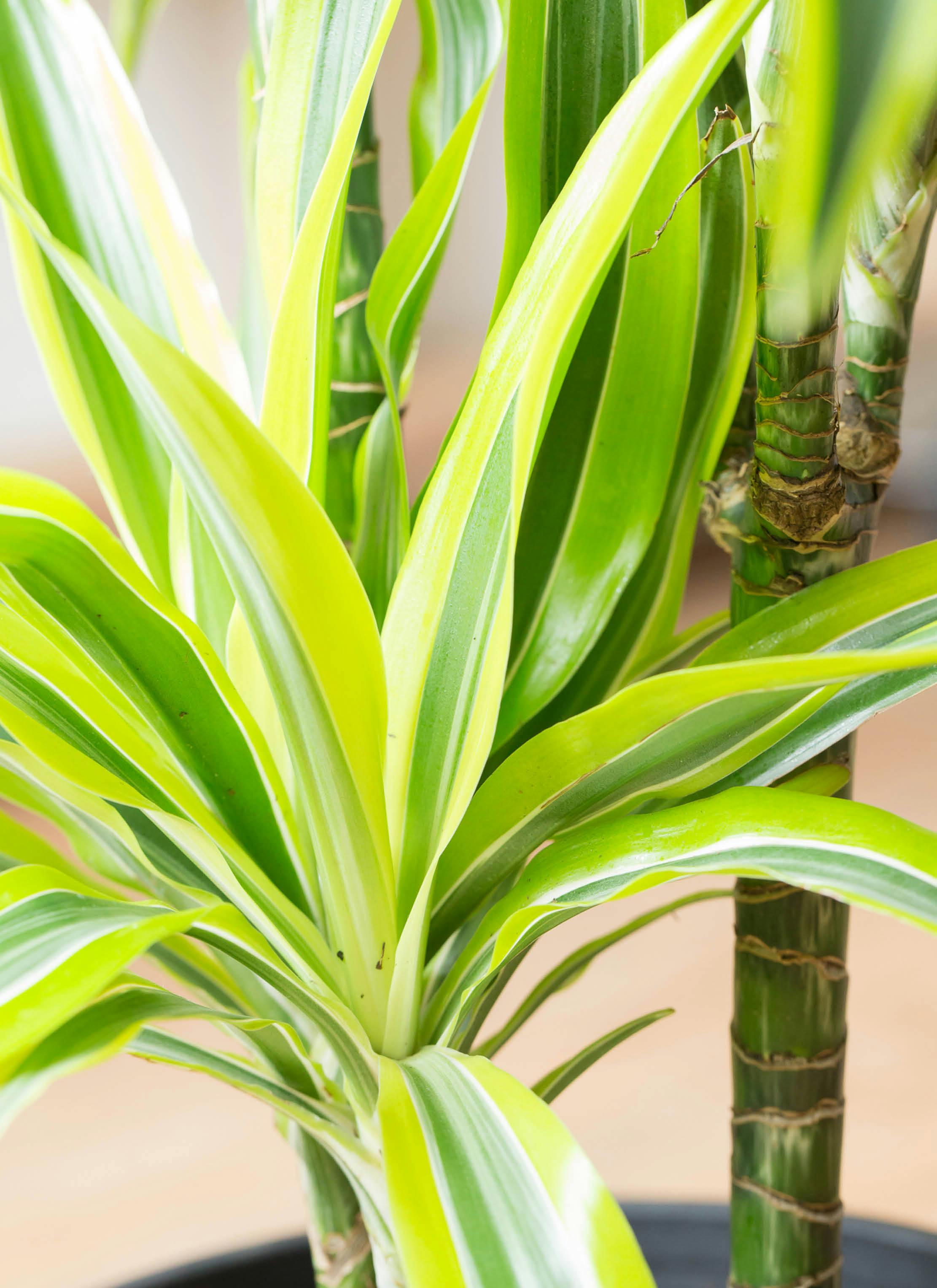 観葉植物 ドラセナ ワーネッキー レモンライム 8号 竹バスケット 付き