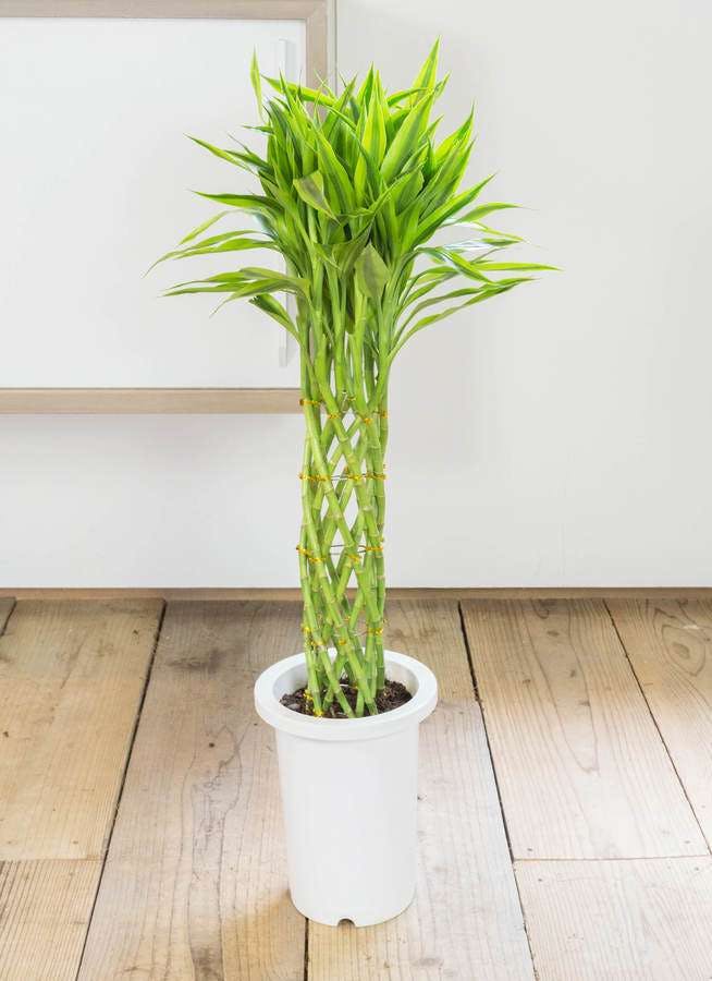 観葉植物 ドラセナ ミリオンバンブー（幸運の竹） 7号 プラスチック鉢
