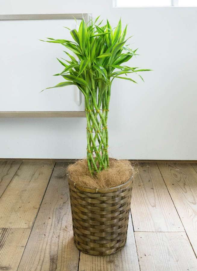 観葉植物 ドラセナ ミリオンバンブー 幸運の竹 7号 竹バスケット 付き 観葉植物ならhitohana ひとはな