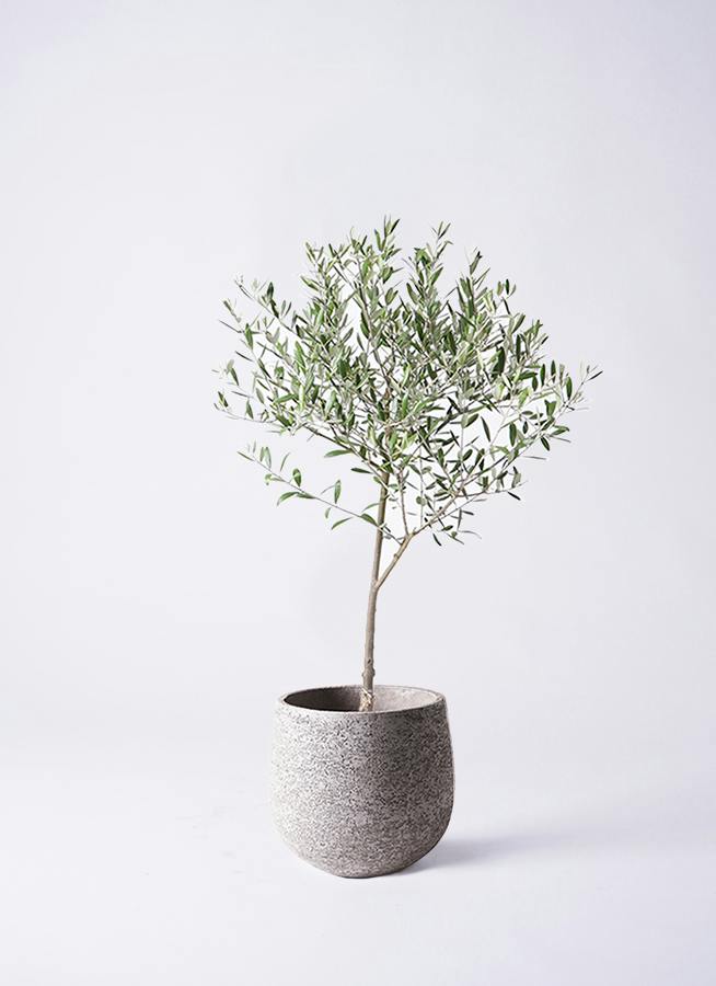 オリーブの木 6号 | 観葉植物 | 送料無料でお届け - Hitohana（ひとはな）