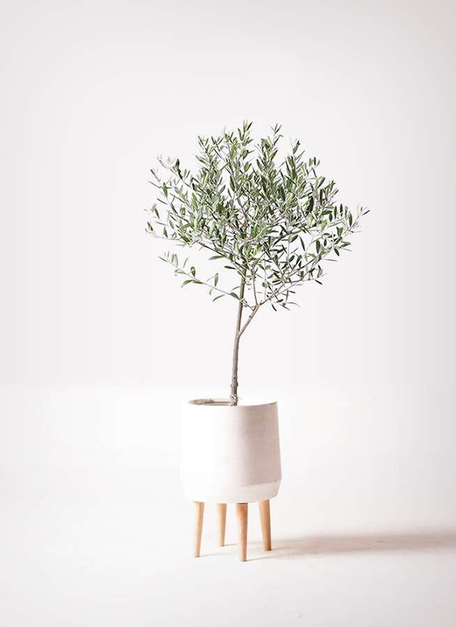 観葉植物 オリーブの木 6号 創樹 ファイバークレイ white 付き
