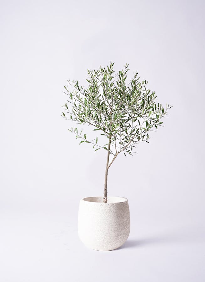 観葉植物 オリーブ 6号 創樹 エコストーンwhite 付き | 観葉植物ならHitoHana(ひとはな)