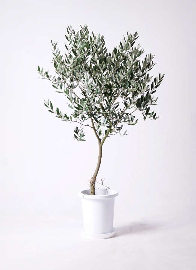 観葉植物 オリーブの木 8号 創樹 プラスチック鉢