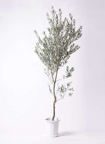観葉植物 オリーブの木 10号 創樹 プラスチック鉢