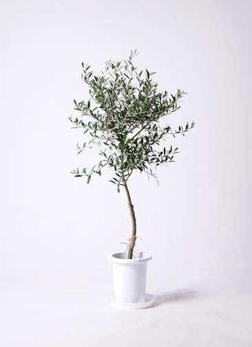 観葉植物 オリーブの木 7号 創樹 プラスチック鉢