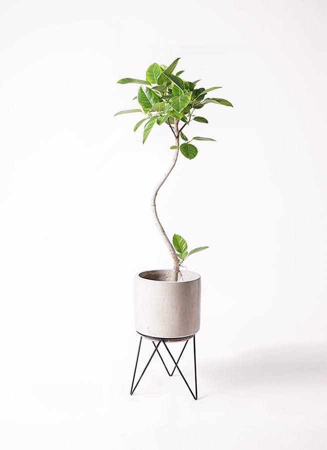 フィカス アルテシーマ 8号 | 観葉植物通販HitoHana(ひとはな)