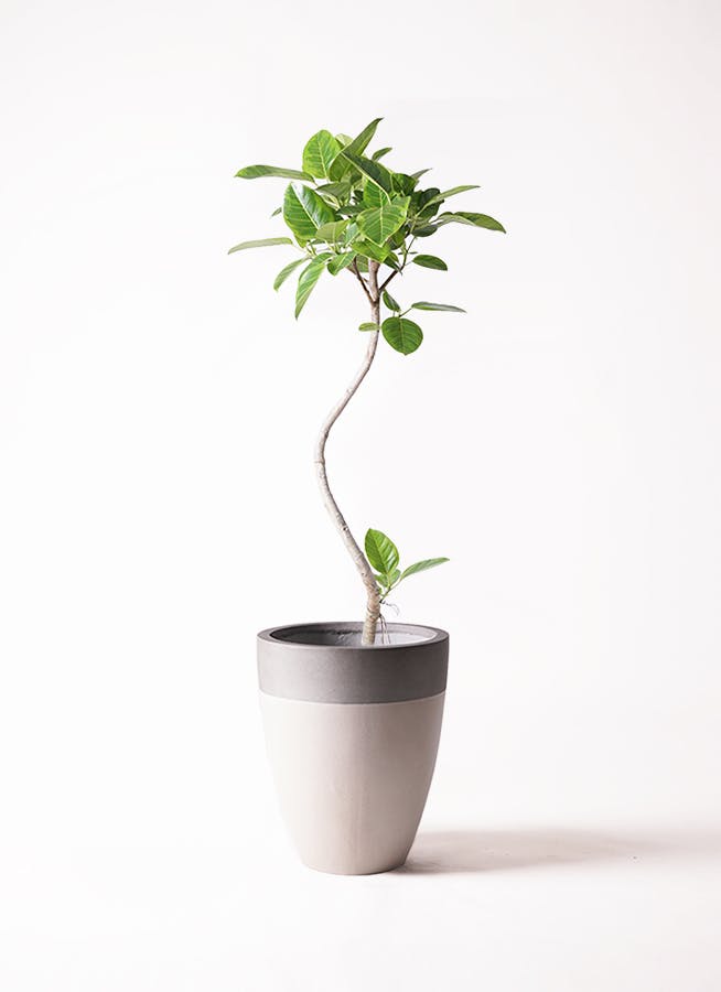 フィカス アルテシーマ 8号 | 観葉植物通販HitoHana(ひとはな)