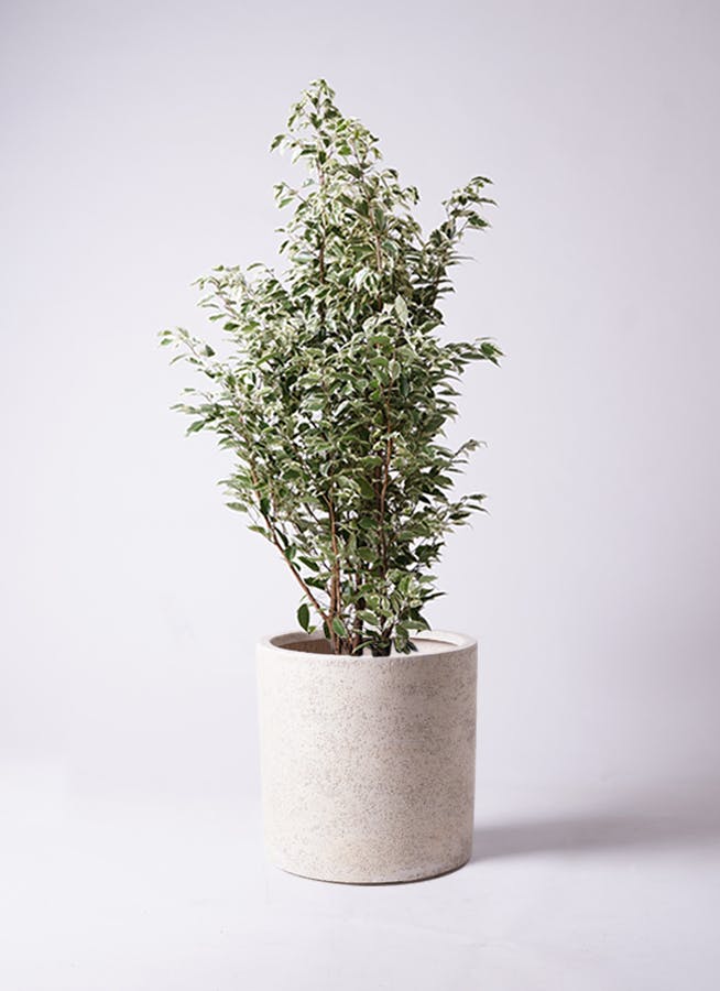 観葉植物 フィカス ベンジャミン 10号 スターライト サンディ 