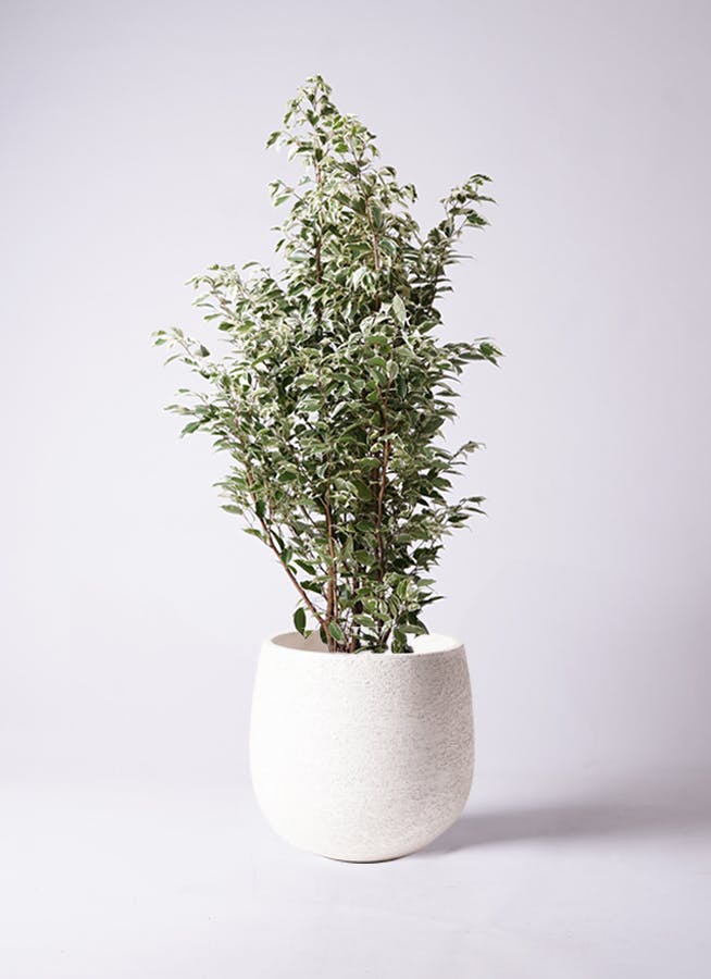 フィカス ベンジャミン スターライト | 観葉植物通販HitoHana(ひとはな)