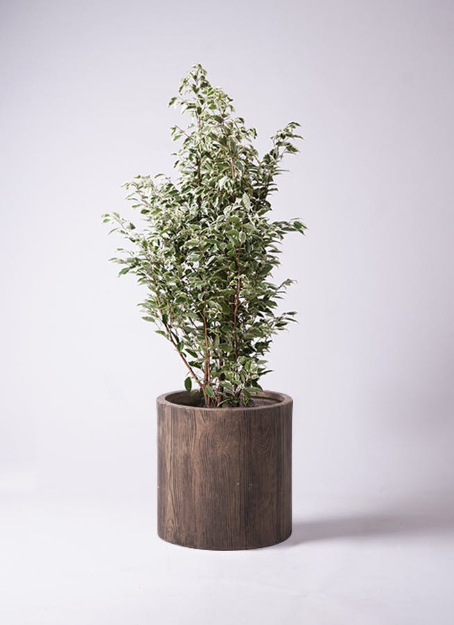 直接取引限定]希少フィカス ベンジャミン•スターライト 約200cm 大阪