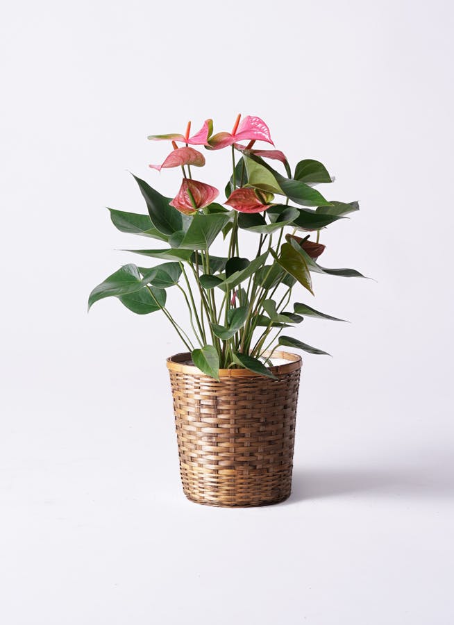 アンスリウム 6号 | 観葉植物 | 送料無料でお届け - Hitohana（ひとはな）