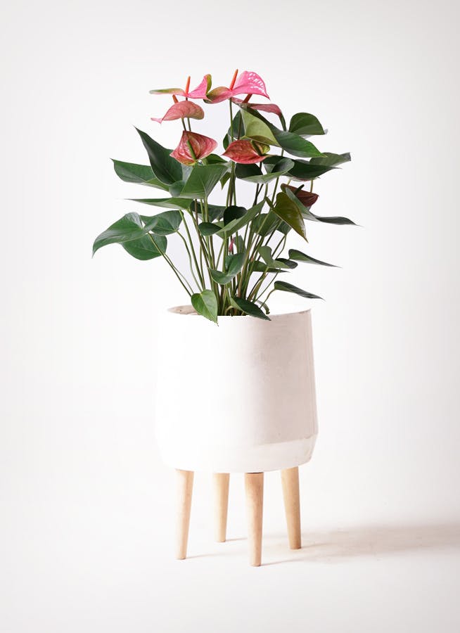 アンスリウム 6号 | 観葉植物 | 送料無料でお届け - Hitohana（ひとはな）