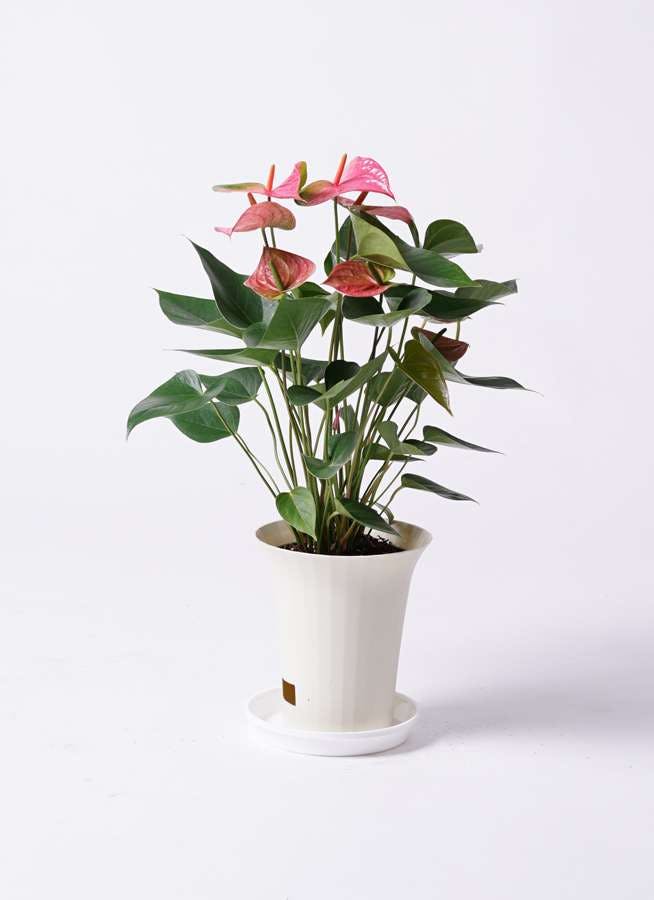 観葉植物 アンスリウム 6号 ピンク プラスチック鉢