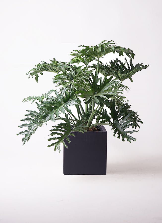 フィロデンドロン アップル 8号 幹立ち 118cm フィロデンドロン 8号 | 観葉植物通販HitoHana(ひとはな)