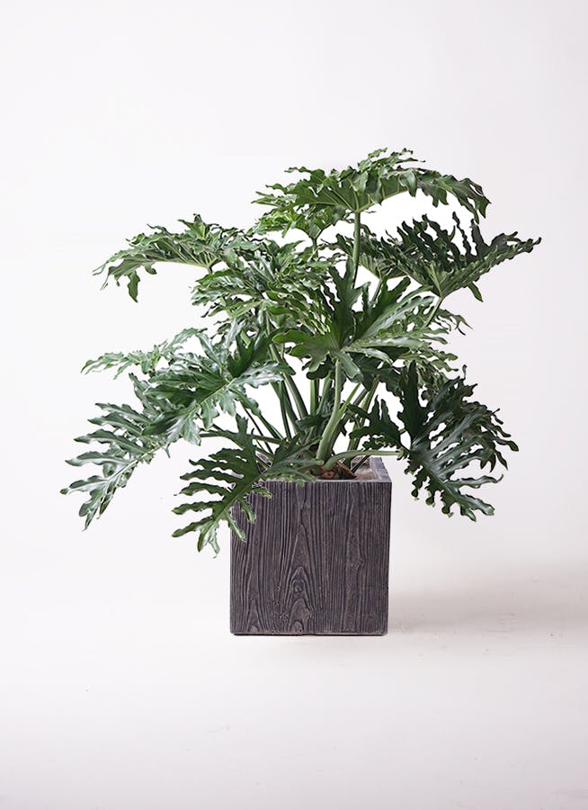 I*8様 フェニックス・ロベレニー 2本立ち 葉先100cm 希少株 c*︎様 フェニックス・ロベレニー 2本立ち 葉先100cm 希少株