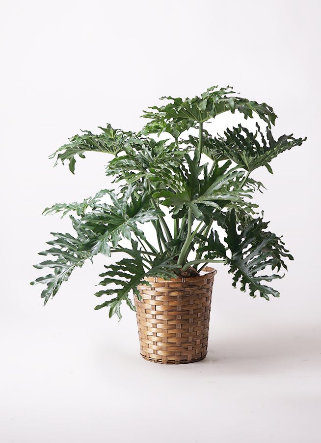 フィロデンドロン 8号 | 観葉植物通販HitoHana(ひとはな)