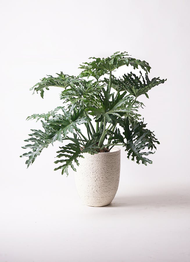 フィロデンドロン 8号 | 観葉植物通販HitoHana(ひとはな)