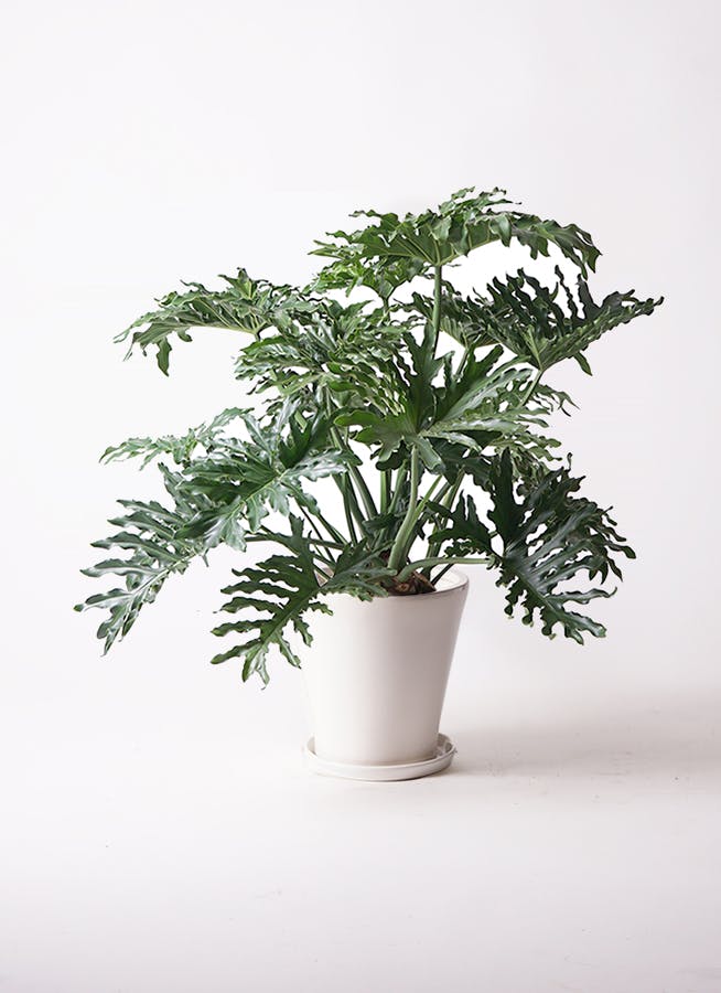 フィロデンドロン 8号 | 観葉植物通販HitoHana(ひとはな)