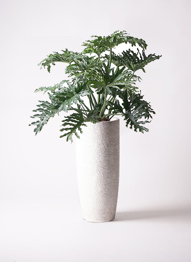 フィロデンドロン 8号 | 観葉植物通販HitoHana(ひとはな)