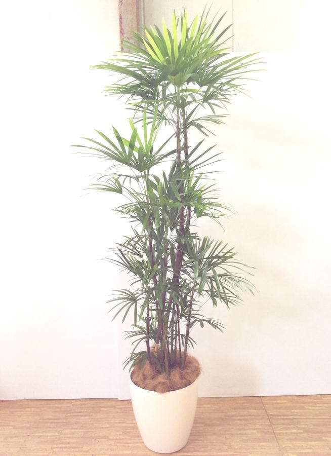 観葉植物 0cm シュロチク 棕櫚竹 10号 240 関西エリア配送限定商品