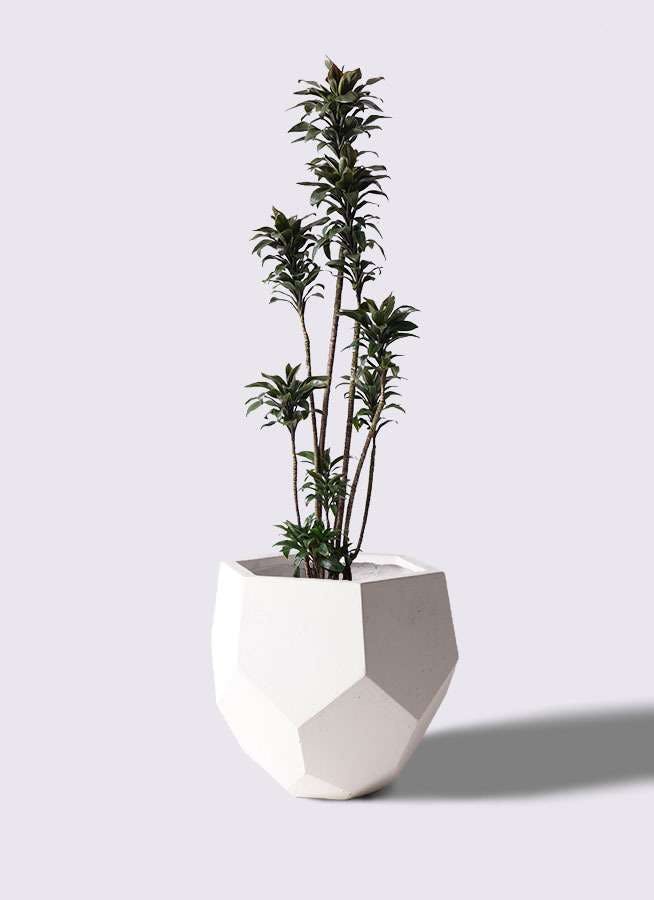 観葉植物 ドラセナ パープルコンパクタ 8号 ポリゴヘクサ 白 付き