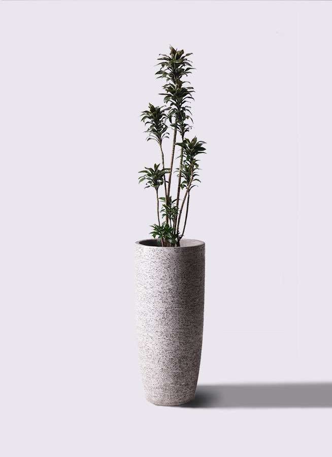 観葉植物 ドラセナ パープルコンパクタ 8号 エコストーントールタイプ Gray 付き