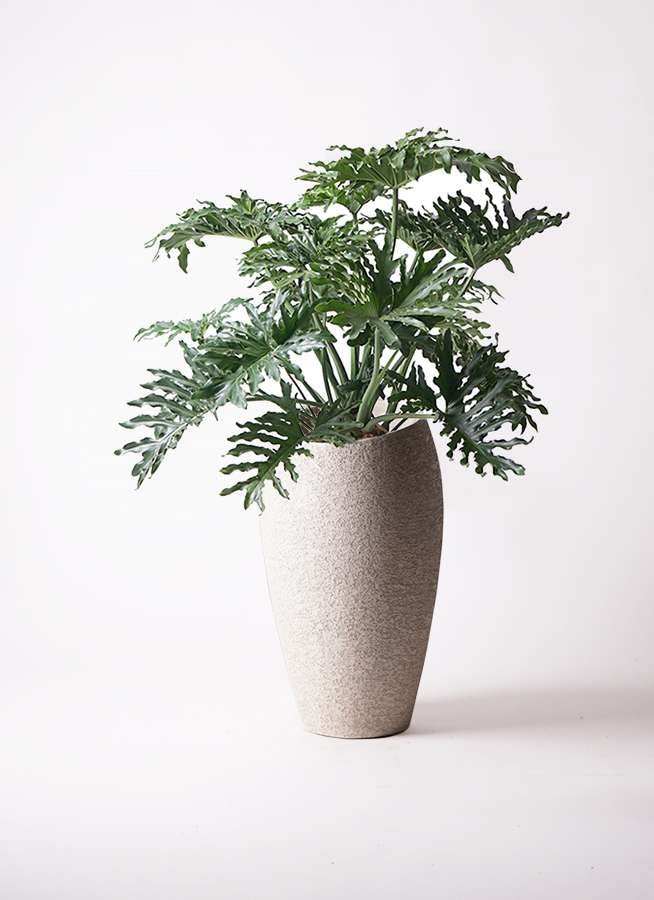 観葉植物 フィロデンドロン 8号 セローム ヒトデカズラ ボサ造り エコストーントールタイプ Light Gray 付き