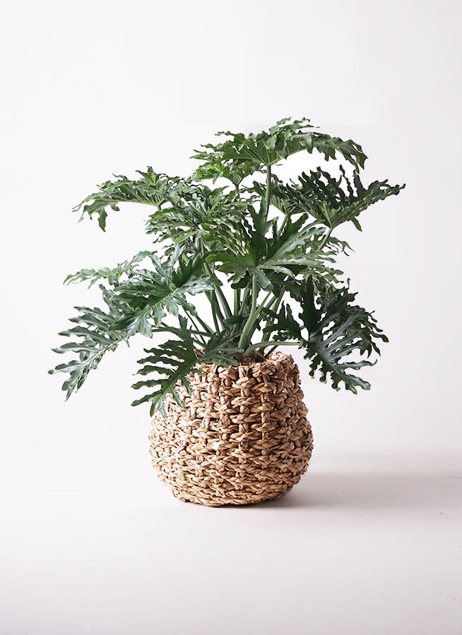 フィロデンドロン 8号 | 観葉植物通販HitoHana(ひとはな)