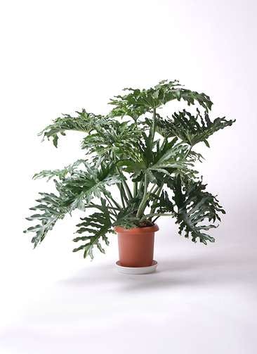 観葉植物 フィロデンドロン 8号 セローム ヒトデカズラ ボサ造り プラスチック鉢