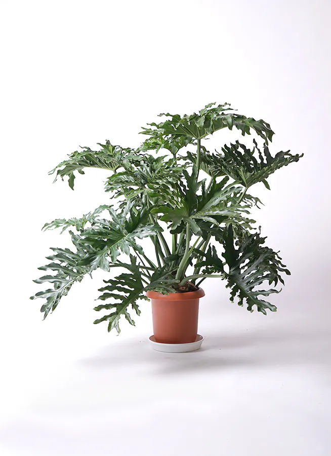 フィロデンドロン 8号 | 観葉植物通販HitoHana(ひとはな)